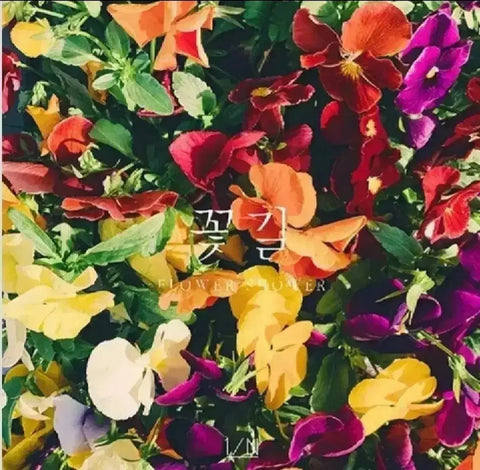 Album "Flower Road" của N.Flying