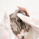 Henlopaw - Cat Shower Glove