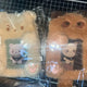 THE BOYZ Hyunjae Jaehyun Sunwoo Official Gomgomi Ddunggu-ri Photocard Holder