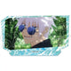 Jujutsu Kaisen Hidden Inventory/Premature Death Arc Acrylic Art Panel B - Satoru Gojo