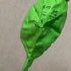 DAY6 concert balloon