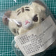 SEVENTEEN Hoshi doll Tiggyhot original price transfer