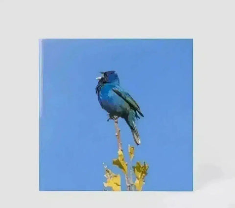 Yoon Ji-young LP Bluebird