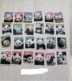 Bao Family ID photos