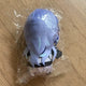 Nijisanji Hoshirube Sho Nijinui