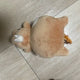 Denimals 2024 Cake