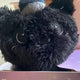 Wish Doll Wit Boo Boo Kuri Black Dark Secret NCT Wish Pop-up Riku Doll