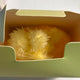 Color Wishdoll Wububu Yellow Bubble Cat Yuushi Danmuji Bubble Cat